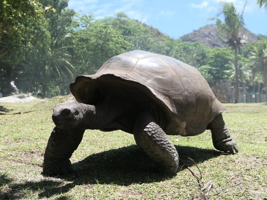 Riesenschildkröte auf Curieuse