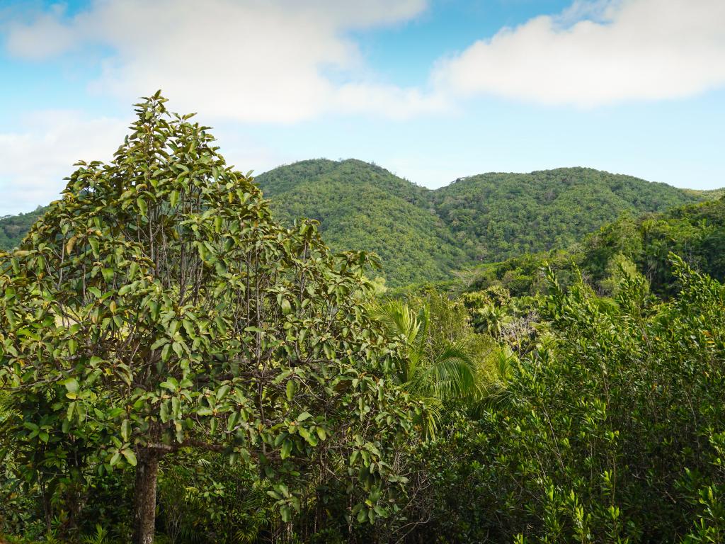 Vallée de Mai