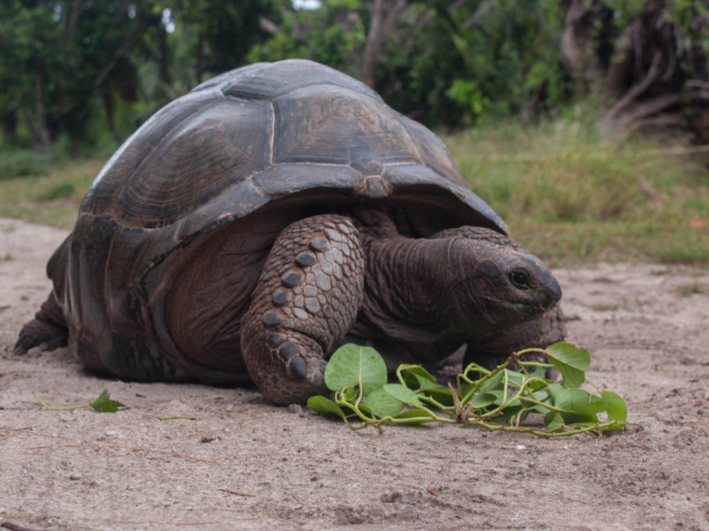 Riesenschildkröte