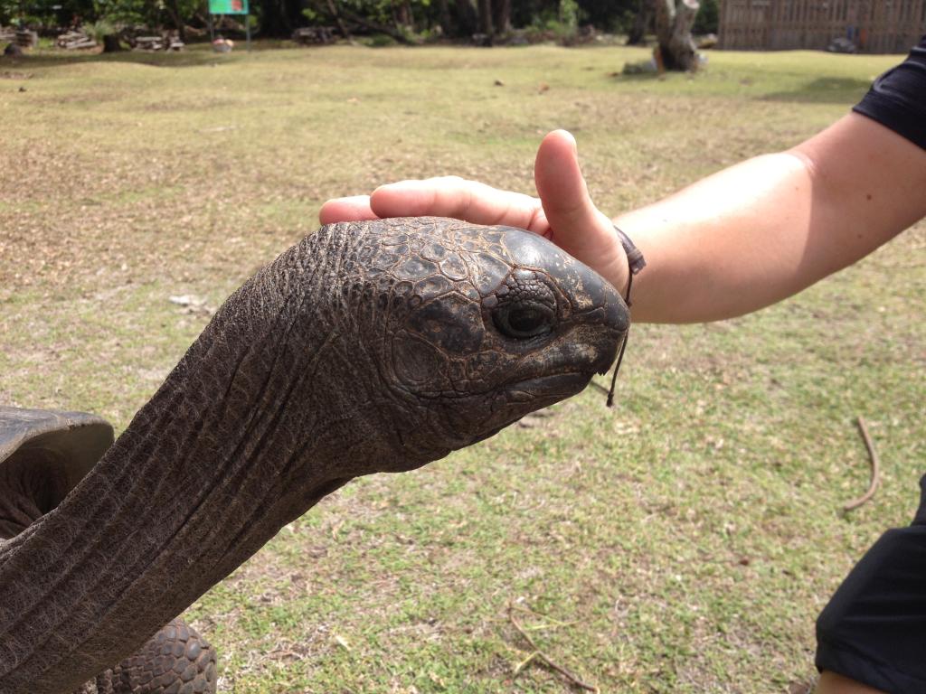 Schildkröte auf Curieuse