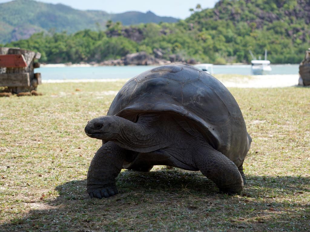 Curieuse Island, Riesenschildkröte