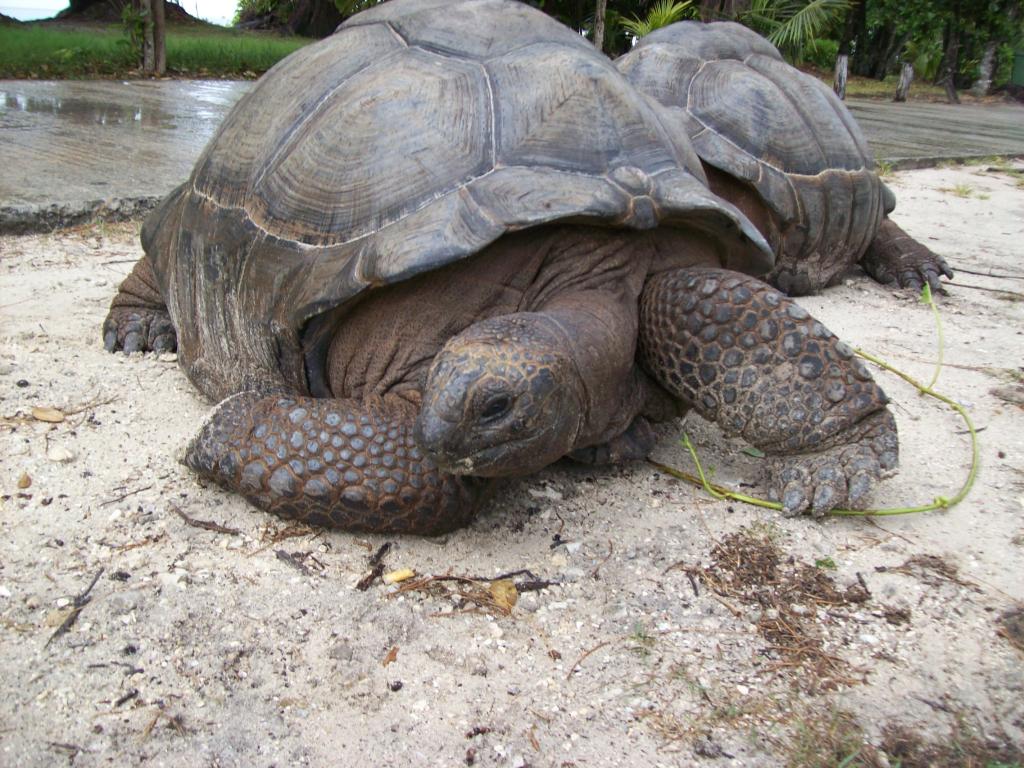 Riesenschildkröte