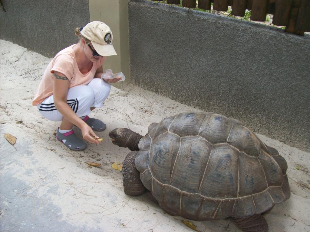 Riesenschildkröte