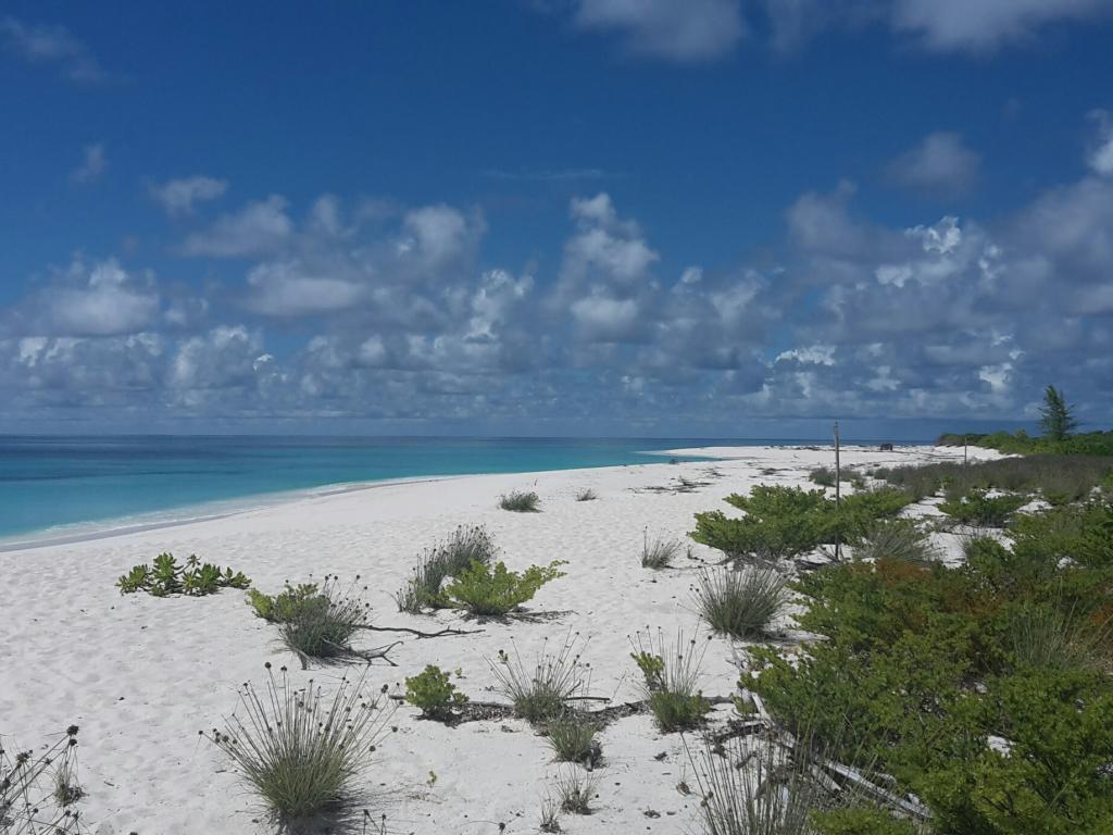 A beach on Bird Island