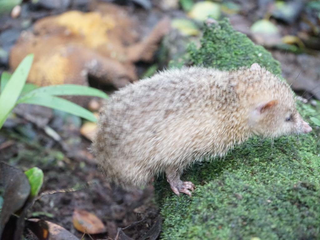 Lucky us finding a hedgehog while hiking