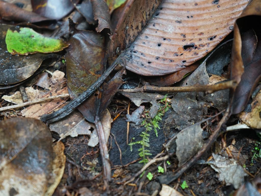 This tiny frog! Only 12 mm