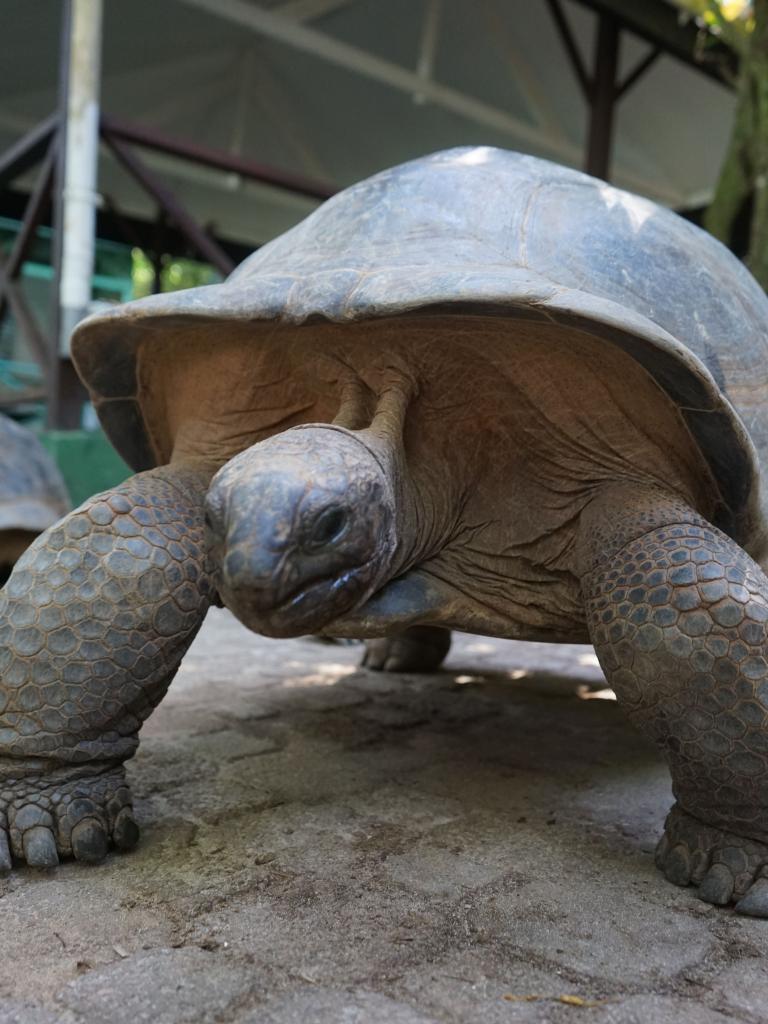 Tortoises in Moyenne