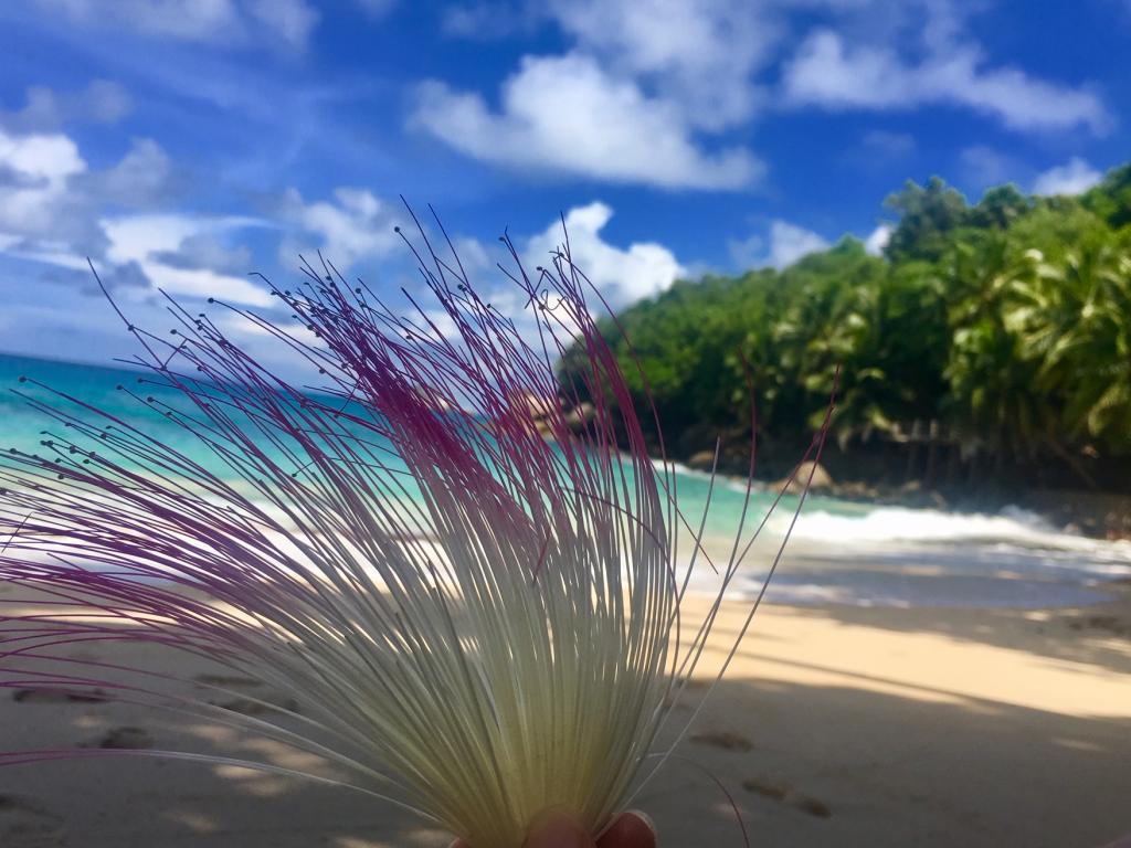 Anse L'Ilot, Mahé