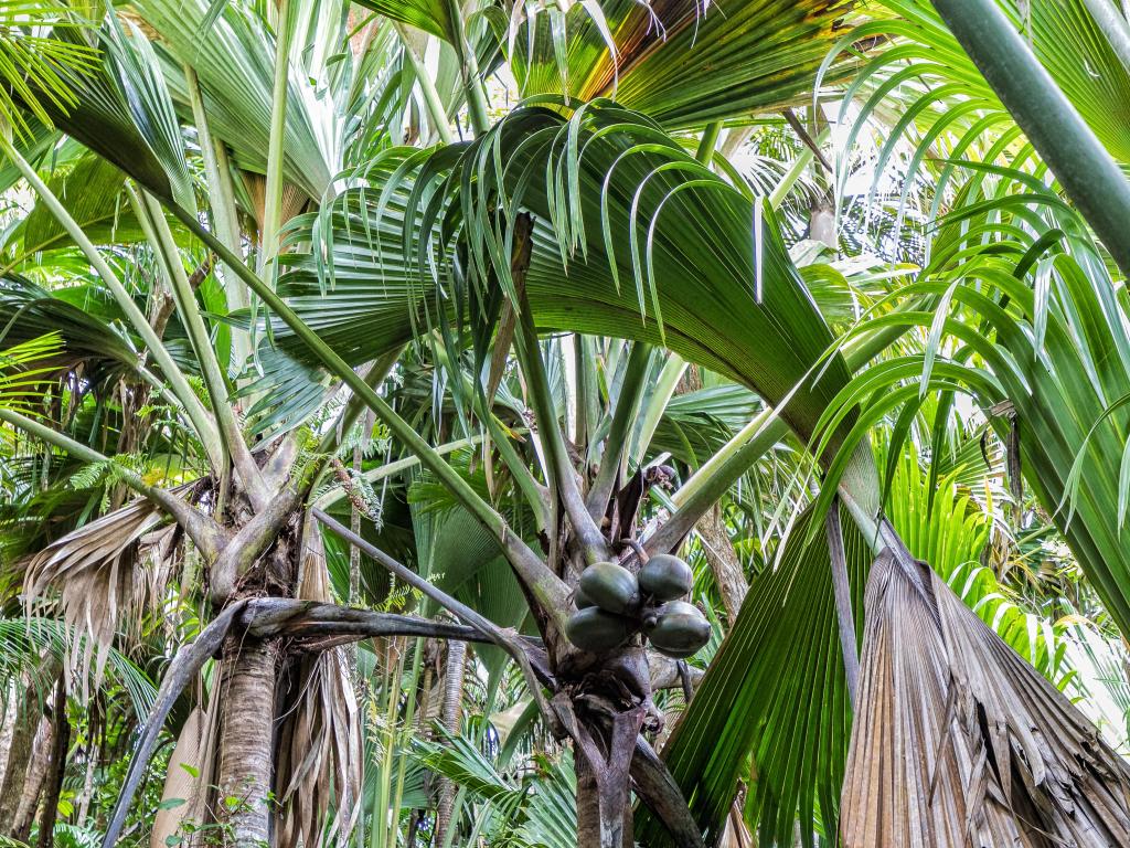 Coco de Mer im Vallée de Mai