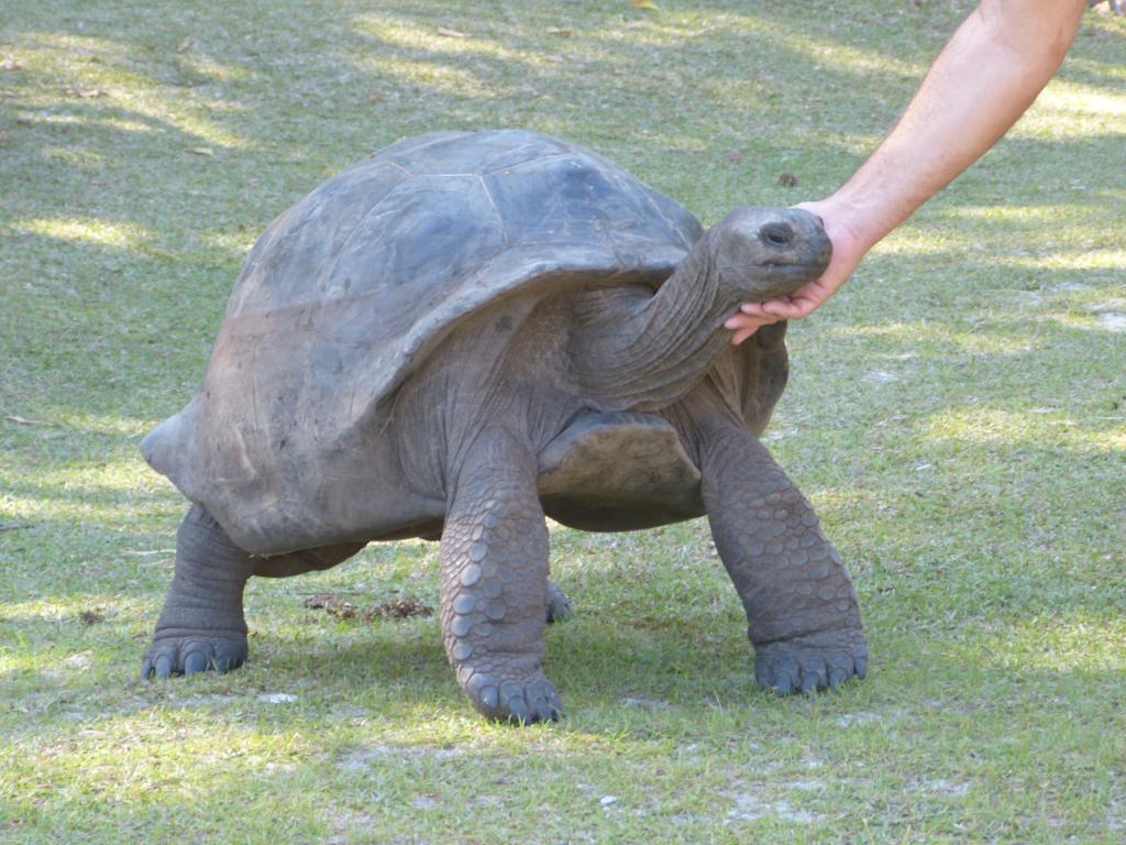 Riesenschildkröte auf Curieuse