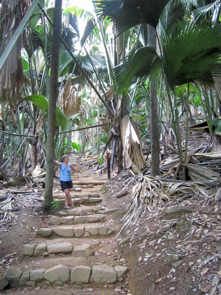 Palmen im Valée de Mai