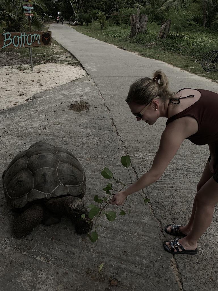 Riesenschildkröte