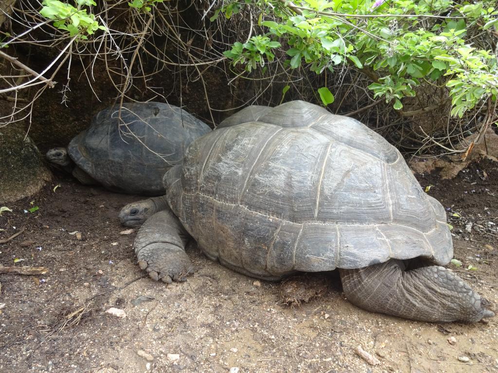 Schildkröten auf La Digue