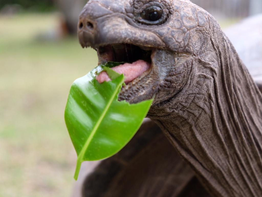 Riesenlandschildkröte