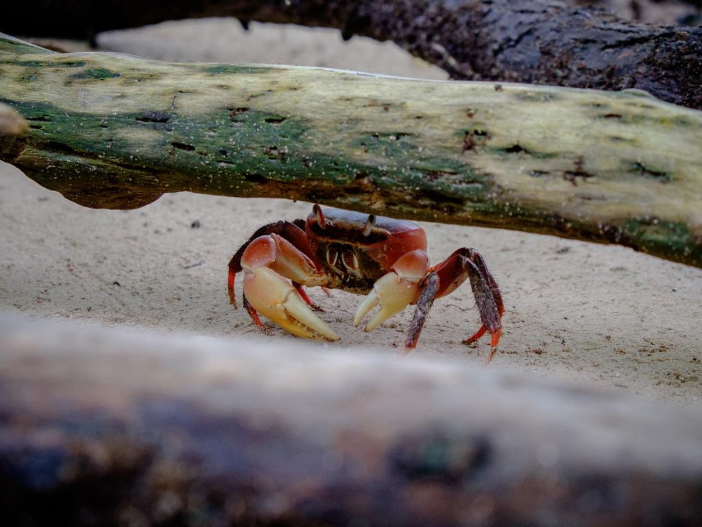 Strandkrabbe auf Curieuse