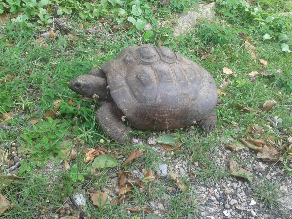 Riesenschildkröte