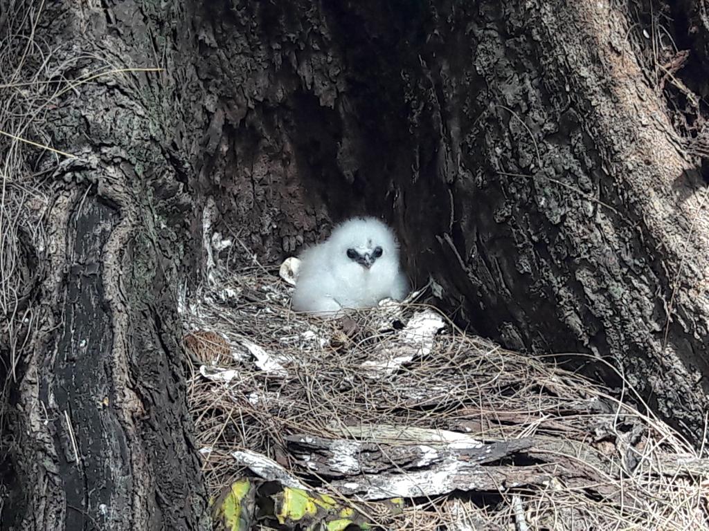 Vogel auf Cousin Island