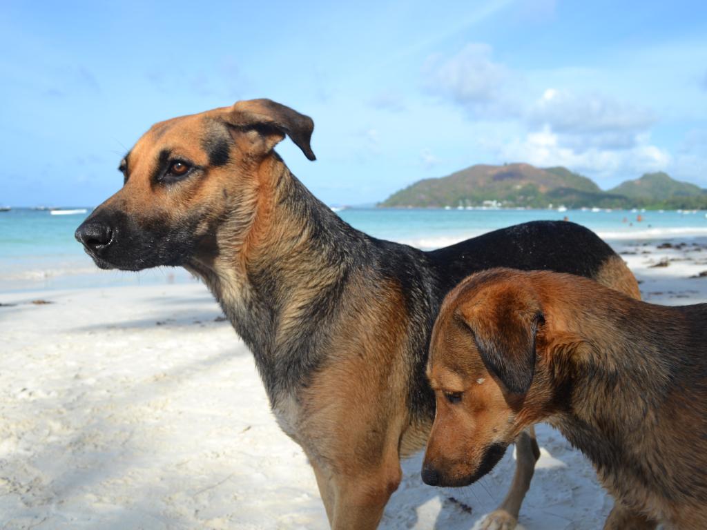 Hund an der Anse Volbert