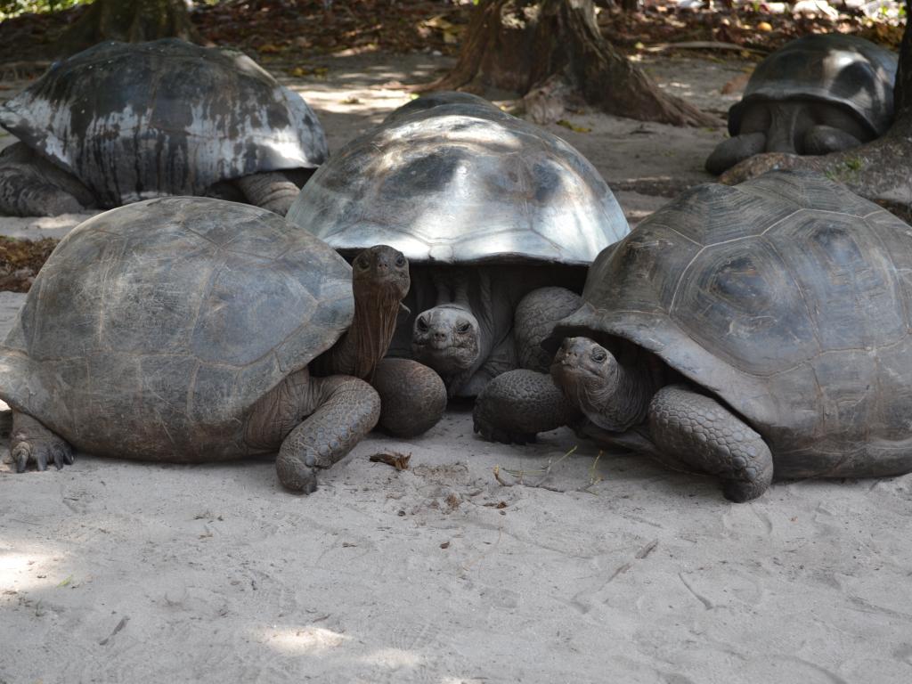 Schildkröten auf Curieuse