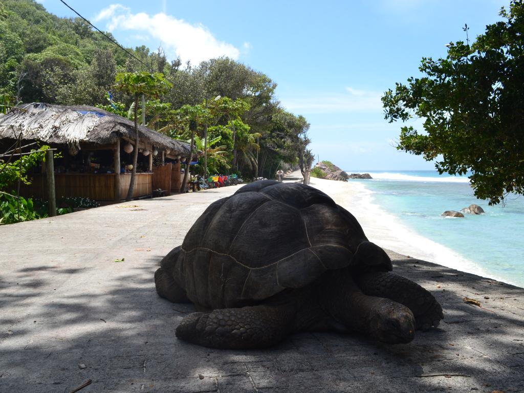 Schildkröte beim Chez Julez, La Digue