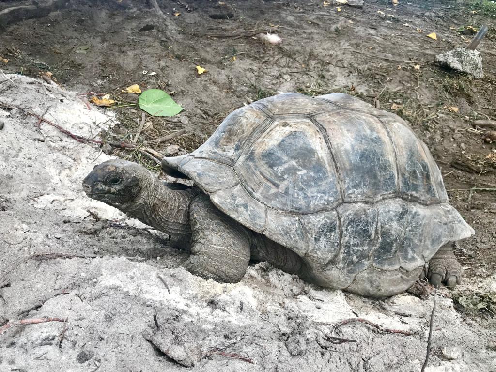 Riesenschildkröte