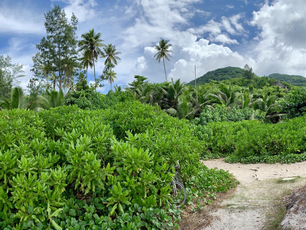 Urwald bei der Grand Anse