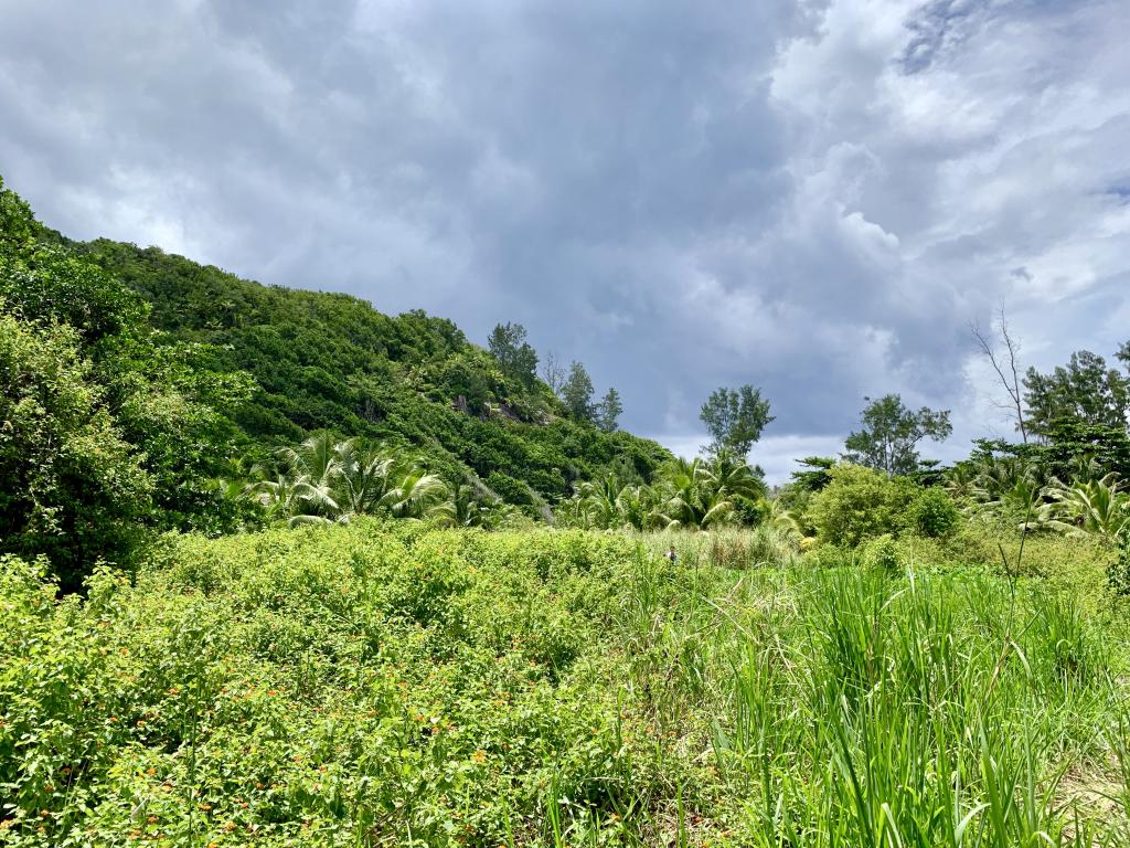 Urwald bei der Grand Anse