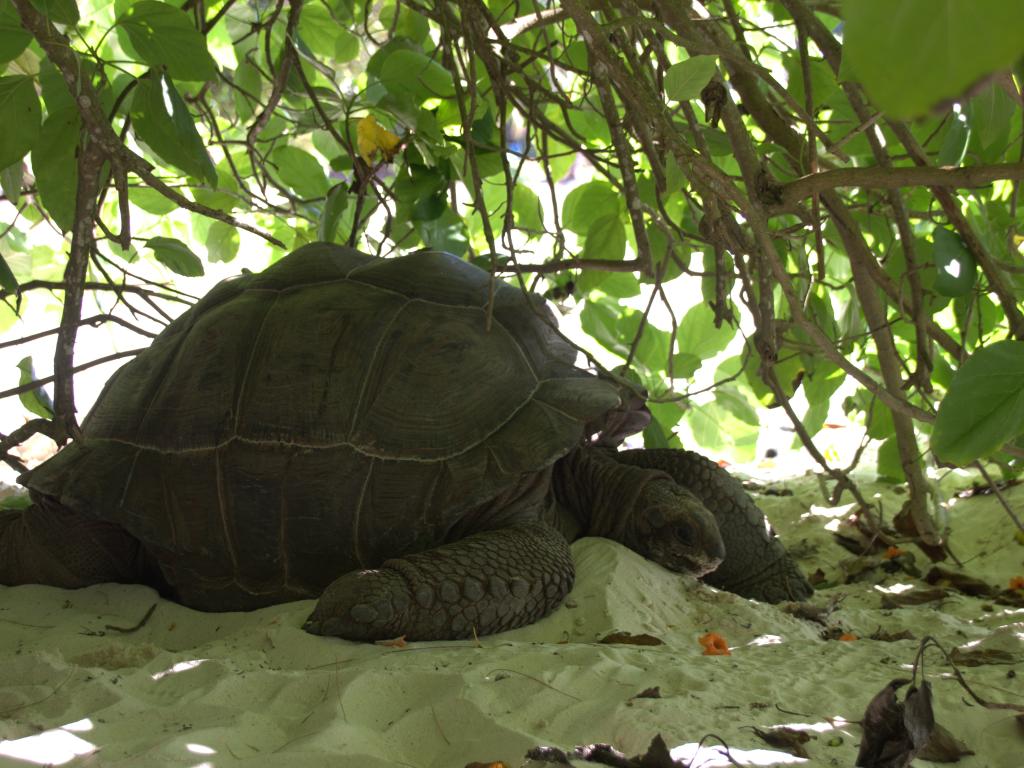 Riesenschildkröte