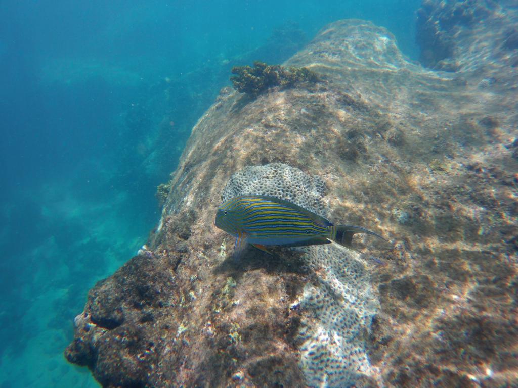 Bunter Fisch beim Schnorcheln an der Anse Royale