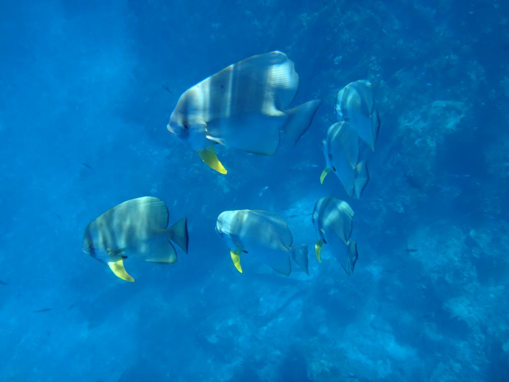 Fische an der Anse Lazio