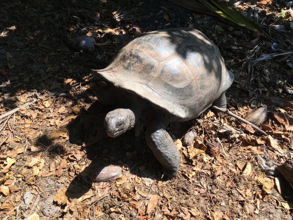 Riesenschildkröte auf Curieuse