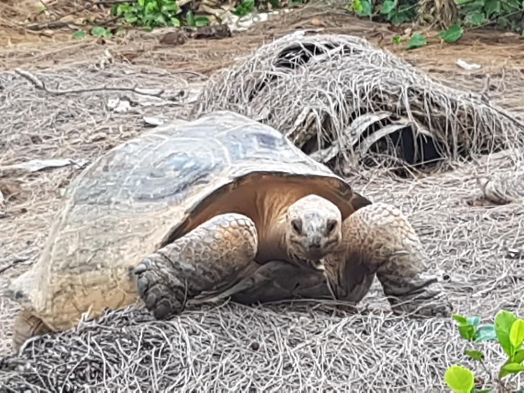 Riesenschildkröte auf Moyenne