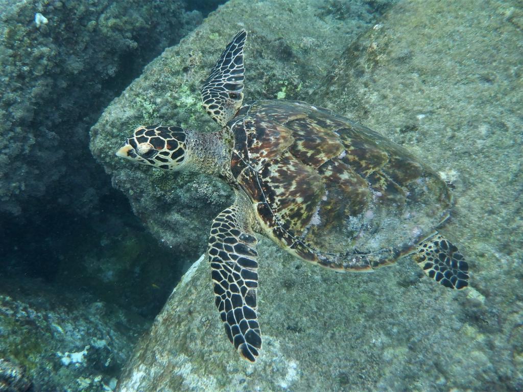 Anse Lazio, Praslin