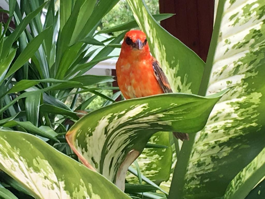 Vogelwelt auf Praslin