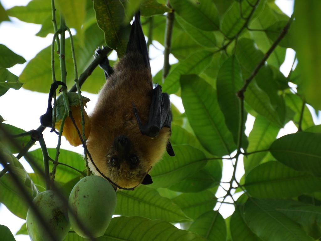 Mahé Botanischer Garten