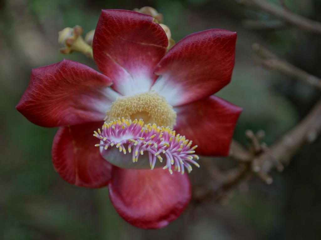 Mahé Botanischer Garten