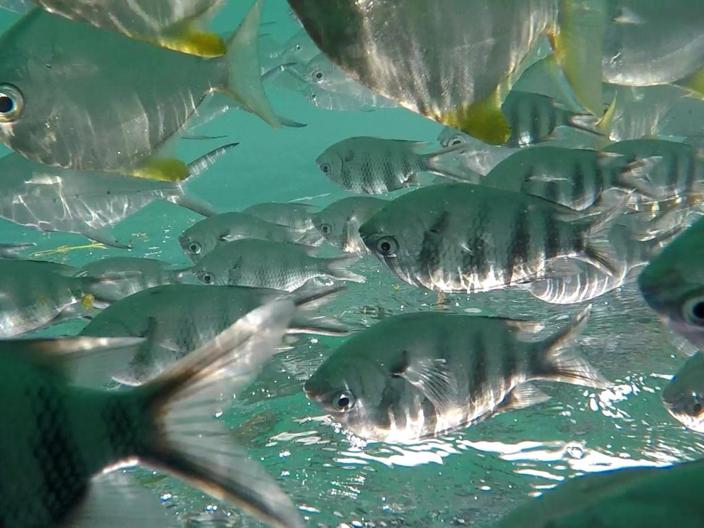 Fische fütter auf Cerf Island