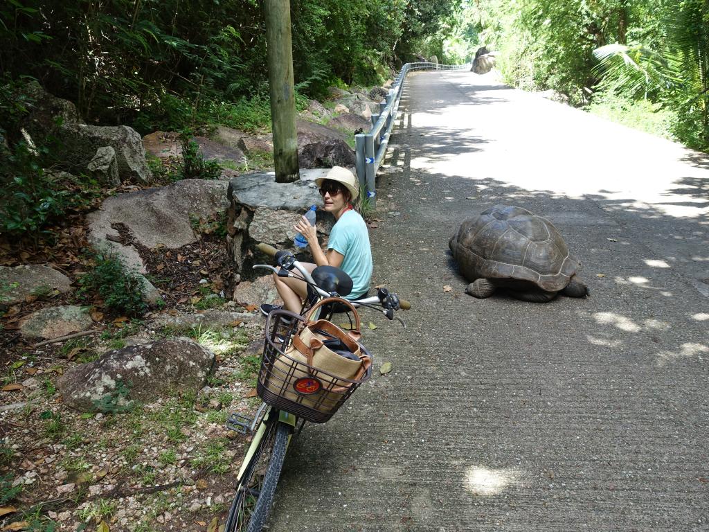 Riesenschildkröte auf der Straße