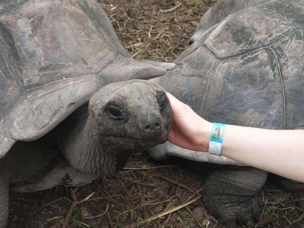 Zutrauliche Schildkröte auf Curieuse