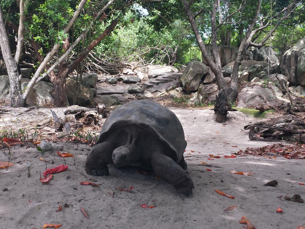 Giant Tortoise Farm, Curieuse