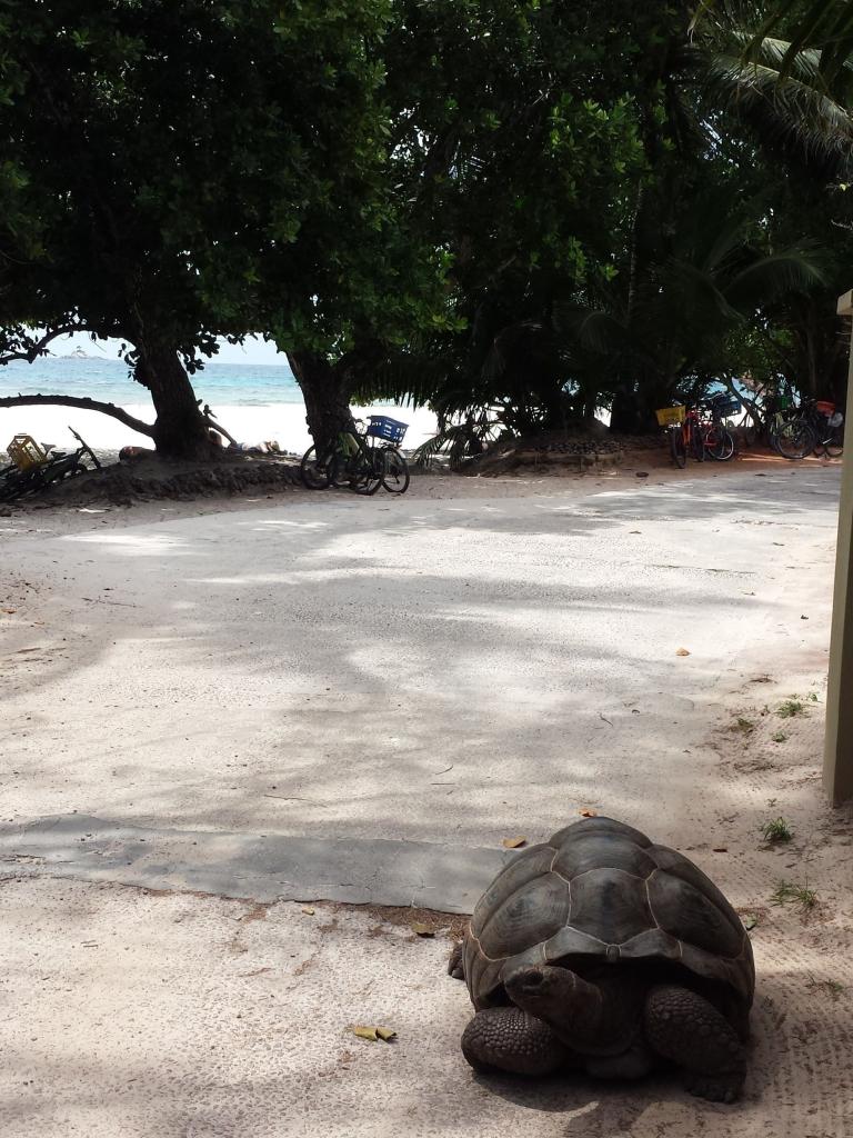 Schildkröte an der Anse Severe