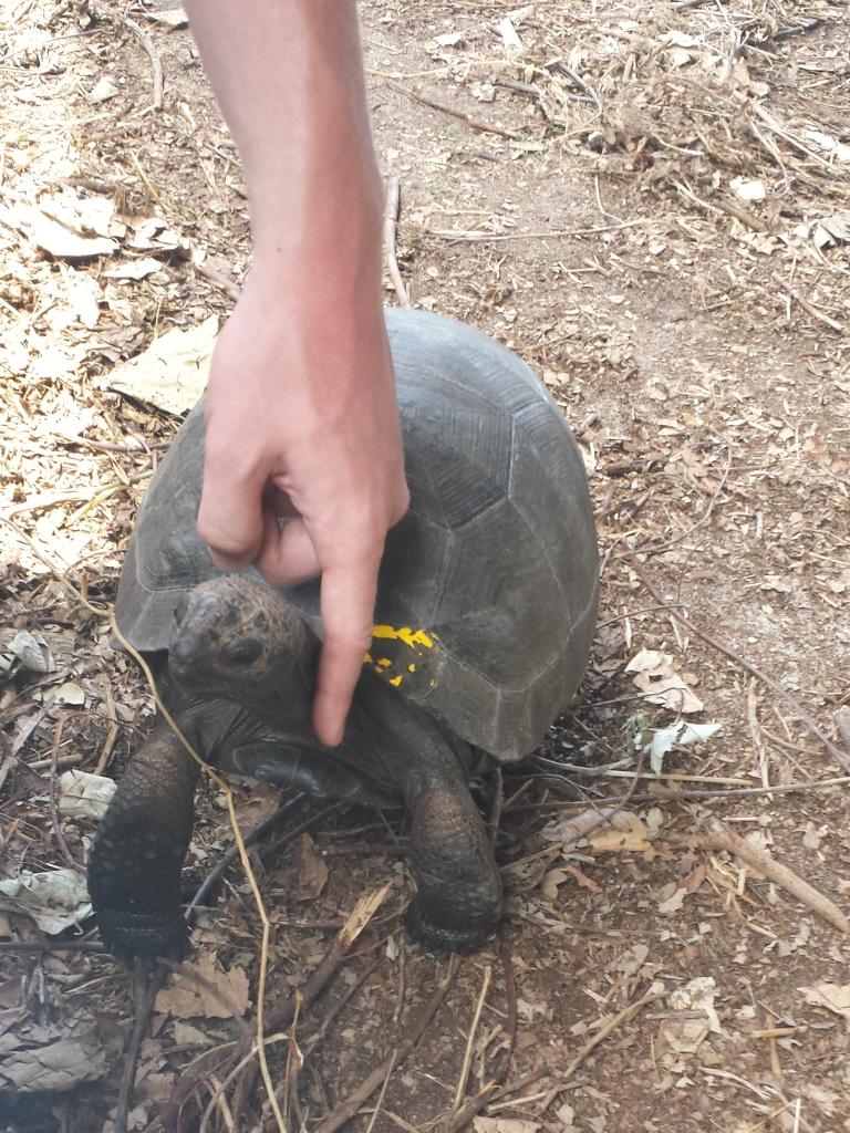 Babyschildkröte auf Curieuse