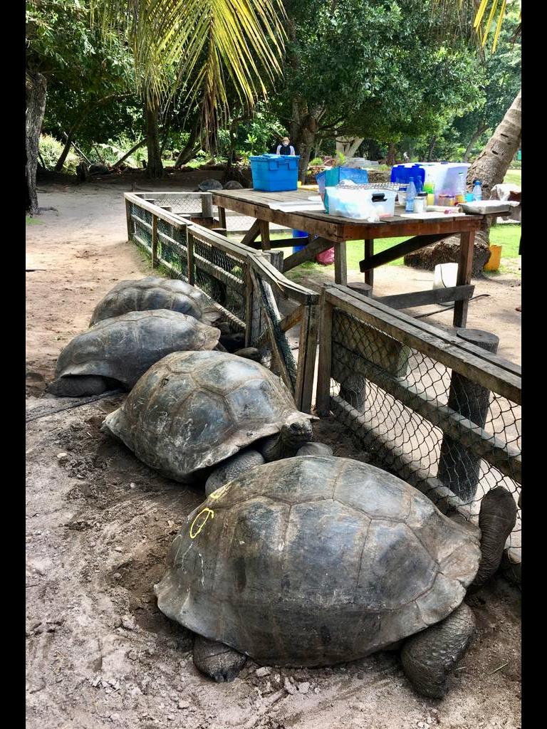 Riesenschildkröten auf Curieuse