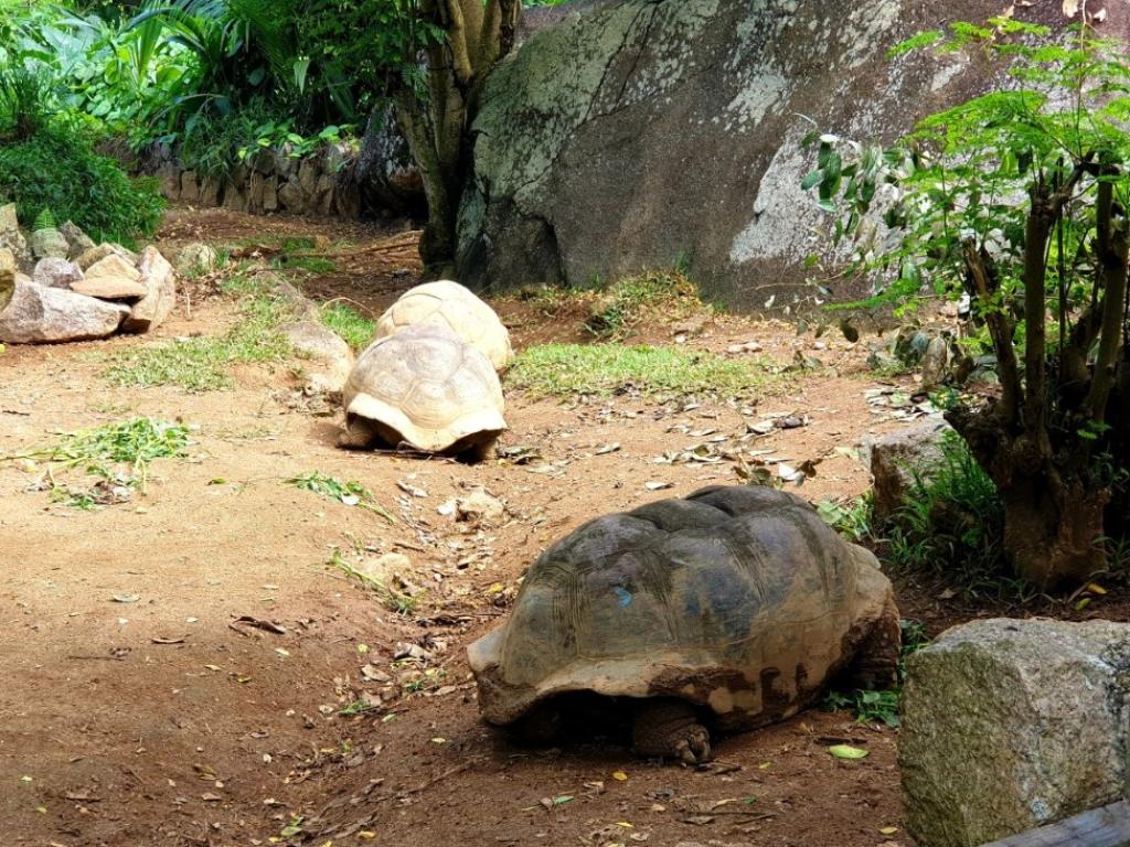 Schildkröten im Wildlife Conservation and Rehabilitation Center des Banyan Tree Resorts