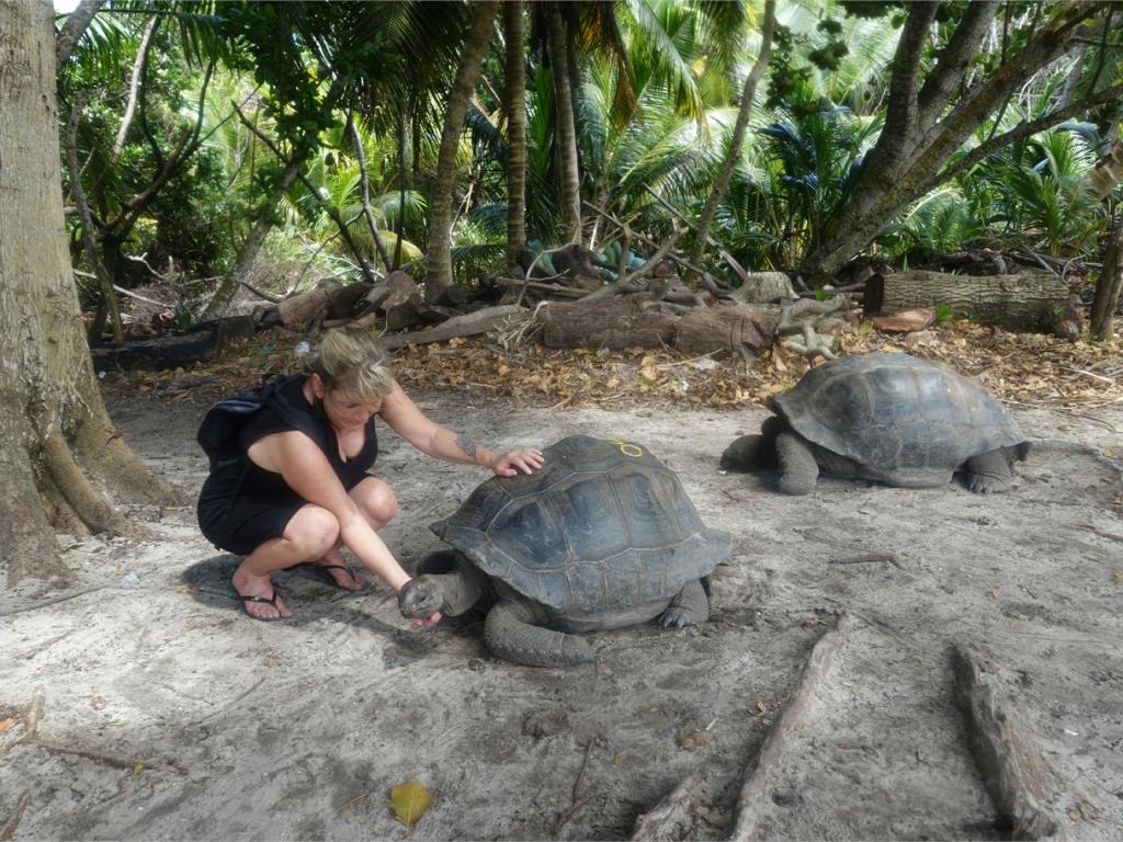 Riesenschildkröte auf Curieuse-Island