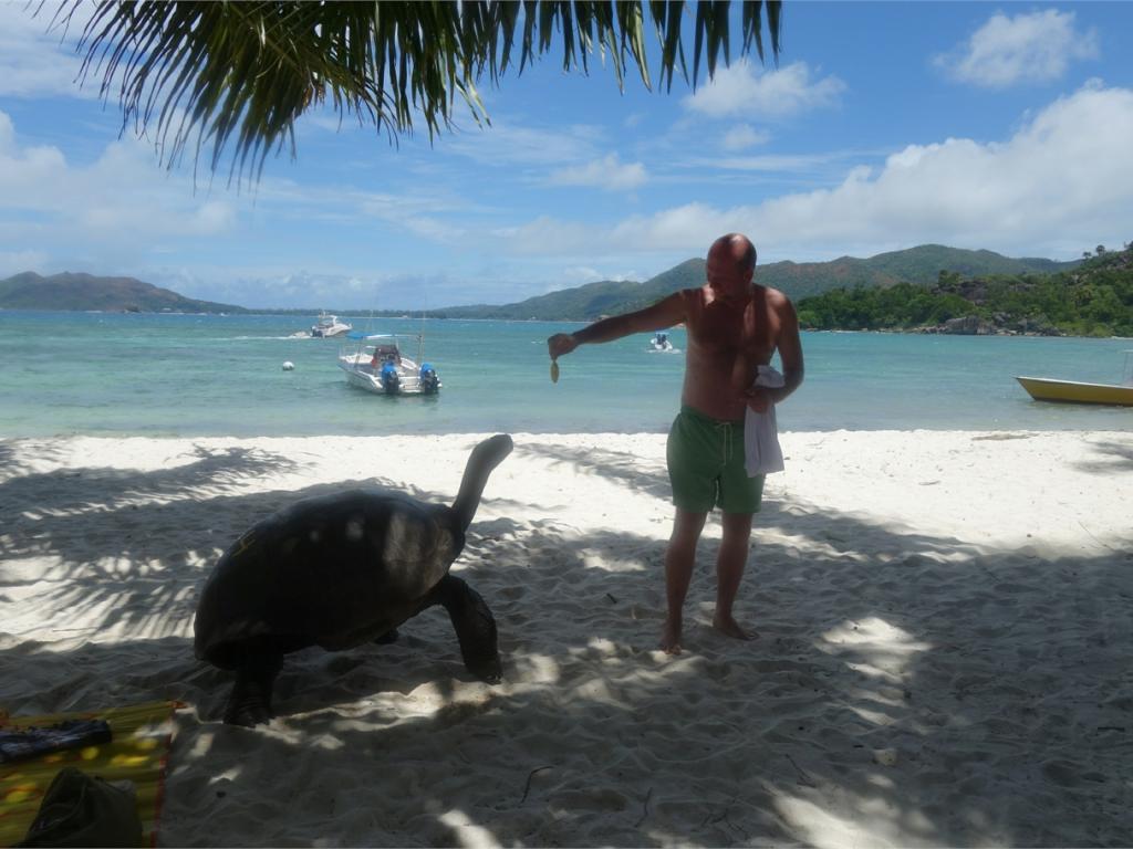 Anse Lazio, Praslin - Riesenschildkröte