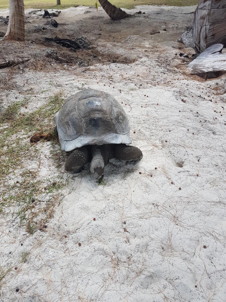 Riesenschildkröte auf Curieuse