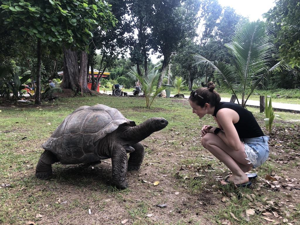 Riesenschildkröte