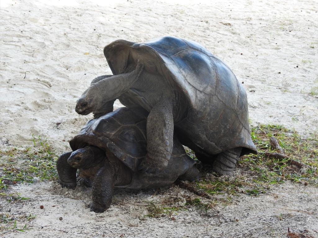 Schildkröten auf Curieuse