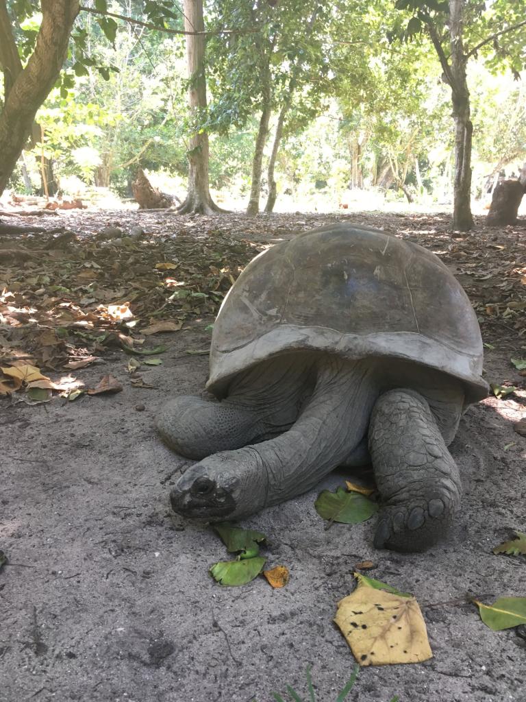 Riesenschildkröte